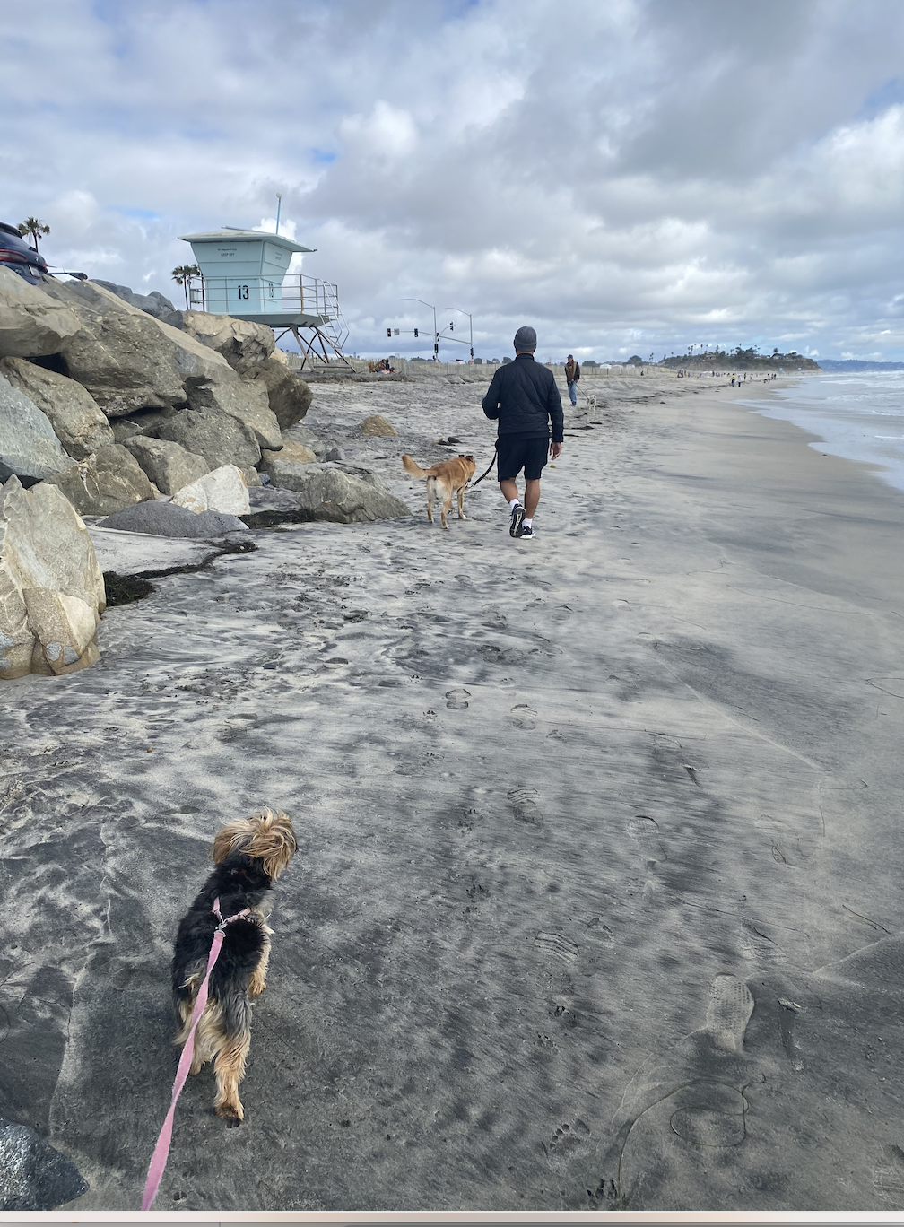 walking dogs on the beach